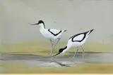 P Makepeace, The Avocets, 1972, Watercolour heightened with white
