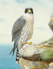 Richard Robjent, Peregrine Falcon, 1981