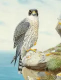 Richard Robjent, Peregrine Falcon, 1981