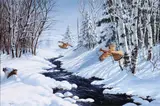 David Maass, Ruffed Grouse in Winter