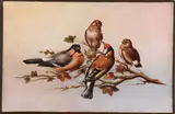 A Group of Song Birds on a Branch by American School, Oil on chamfered wood panel, sold Jun 2017
