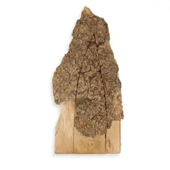 Tim Stead, SCULPTURE PIECE, 1989, 1989, burr elm