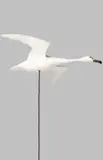 Guy Taplin, SWAN
