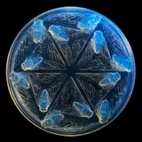 CIGALES BOX, NO. 44 by René Lalique, sold May 2025