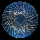 ALGUES BOWL, NO. 10-389 by René Lalique, sold May 2025