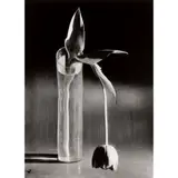 André Kertész, MELANCHOLIC TULIP, NEW YORK, 1939, 1939, vintage gelatin silver print