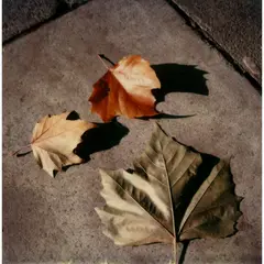 Dorothy Bohm, AUTUMN LEAVES ON THE PAVEMENT, c.1980-82, 1980