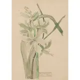 Charles Rennie Mackintosh, ‘GRASS HYACINTHE’, 1915