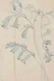 Charles Rennie Mackintosh, HAREBELLS