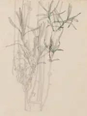 Charles Rennie Mackintosh, 'LAVANDER, WALBERSWICK', 1915, 1915