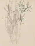 Charles Rennie Mackintosh, 'LAVANDER, WALBERSWICK', 1915