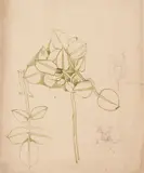 Charles Rennie Mackintosh, PLANT STUDIES