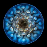 TWO BULBES PLATES, NO. 2, NO. 10-3037 by René Lalique, sold Apr 2023