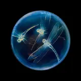 GEORGETTE BOX, NO. 45 by René Lalique, sold Oct 2022