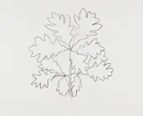 Oak VI, from Series of Oak Leaves by Ellsworth Kelly, 1992, Lithograph, on Rives BFK paper, with full margins, sold Oct 2018