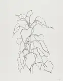Sunflower II, from Series of Five Plant and Flower Lithographs by Ellsworth Kelly, 1995-2004, Lithograph, on Rives BFK paper, with full margins, sold Oct 2018