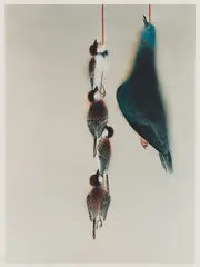 Yasumasa Morimura, Gyoshu (Sparrows and Pigeon), 1990, Chromogenic print mounted on aluminum