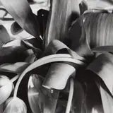 Lee Friedlander, New City, New York