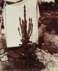 Bouillon Blanc en Fleur by Eugène Atget, 1896-1900, Albumen print, offered Apr 2018