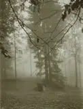 Josef Sudek, Untitled (Woods)