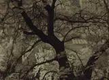 Josef Sudek, Strahov Park, Prague