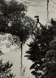 André Kertész, Looking Through Trees at Man with Umbrella, August 2