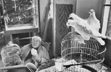 Henri Cartier-Bresson, Henri Matisse, Vence, France