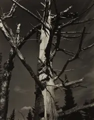 Dead Tree, Vermont by Paul Strand, 1945, Gelatin silver print, sold Apr 2018