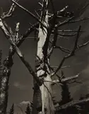 Paul Strand, Dead Tree, Vermont
