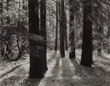 Ansel Adams, Forest Floor, Yosemite Valley, California