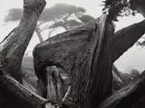Cypress Tree in Fog, Pebble Beach, California by Ansel Adams, 1967, Gelatin silver print, printed 1970s, sold Apr 2018