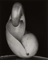 Shell by Edward Weston, 1927, Gelatin silver print, printed later by Cole Weston, sold Apr 2018