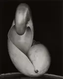 Shell by Edward Weston, 1927, Gelatin silver print, printed later by Cole Weston, sold Apr 2018