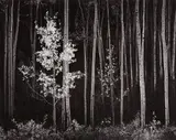 Aspens, Northern New Mexico by Ansel Adams, 1958, Gelatin silver print, printed 1973-1977, sold Apr 2018