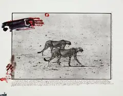 Peter Beard, Two Cheetahs hunting for the End of the Game/Last Word from Paradise, 1960, Gelatin silver print with ink, affixed feathers and gelatin silver prints, executed later