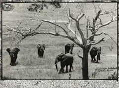 Untitled (Elephants) by Peter Beard, n.d., Gelatin silver print with ink and affixed gelatin silver prints, executed later, sold Apr 2018