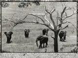 Peter Beard, Untitled (Elephants)