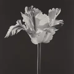 Parrot Tulip by Robert Mapplethorpe, 1988, Gelatin silver print, printed 1990, sold Apr 2018