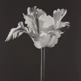 Parrot Tulip by Robert Mapplethorpe, 1988, Gelatin silver print, printed 1990, sold Apr 2018