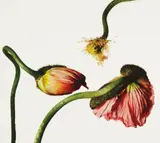 Irving Penn, Iceland Poppy/Papaver nudicaule (G), New York