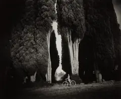 Sempervirens 'Stricta' by Sally Mann, 1995, Gelatin silver print, sold Apr 2018