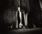 Sempervirens 'Stricta' by Sally Mann, 1995, Gelatin silver print, sold Apr 2018