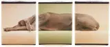 William Wegman, Green Caramelle, 1998, Digital inkjet triptych