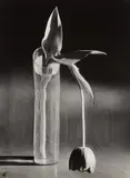 Melancholic Tulip by André Kertész, 1939, Gelatin silver print, printed later, offered Oct 2018
