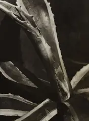 Imogen Cunningham, Agave #2, circa 1928, Gelatin silver print, probably printed in the 1930s