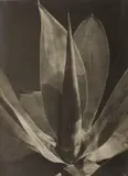 Albert Renger-Patzsch, Agave Ellemeetiana