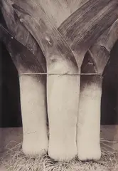 Charles Jones, Leek Prizetaker, circa 1900, Gold toned gelatin silver print