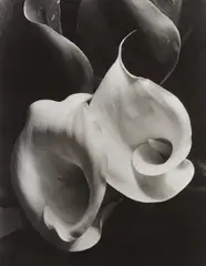 Two Callas by Imogen Cunningham, 1929, Gelatin silver print, printed later, sold Oct 2018