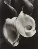 Imogen Cunningham, Two Callas, 1929, Gelatin silver print, printed later