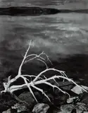 Ansel Adams, White Branches, Mono Lake, California